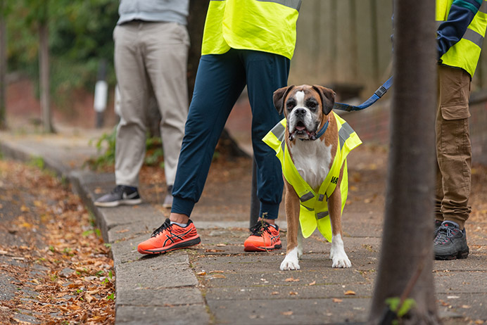 Volunteer wearing a bright, high-vis jacket accompanied by a dog