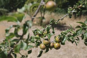 Fruit tree