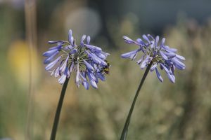 Flowers with a bee on a petal