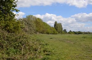 Warren Farm - green meadow and trees/shrubs