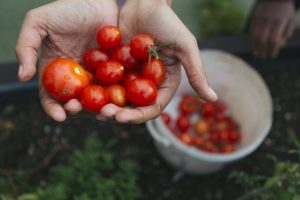Tomatoes in a girl's outstretched hands