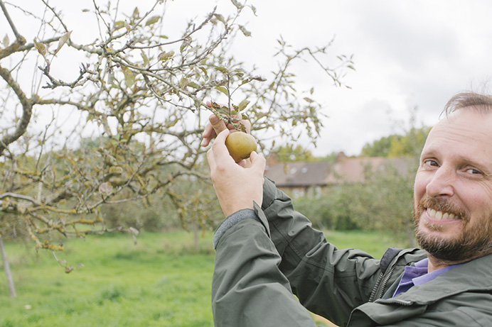 Man grasping apple on apple tree