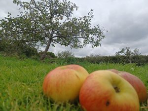 Apples and an apple tree