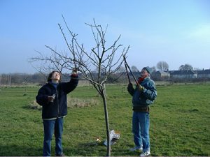 Man and woman next to fruit tree