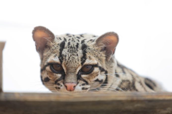 Margay at Hanwell Zoo