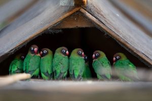 Black-cheeked lovebirds at Hanwell Zoo