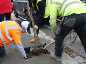 Tree contractors planting a street tree