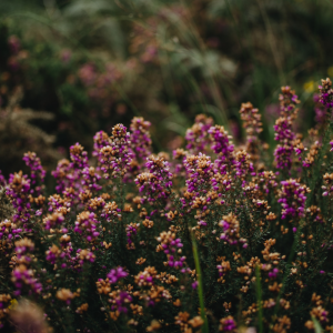 Purple wildflowers