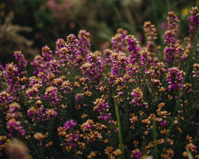 Wild flowers