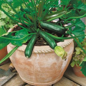 courgette plant in pot