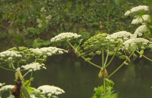 Giant hogweed next to water