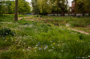 Grass and flowers blooming in a park.