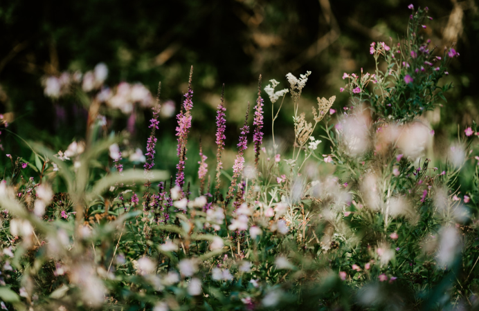 Flowers and grass let uncut