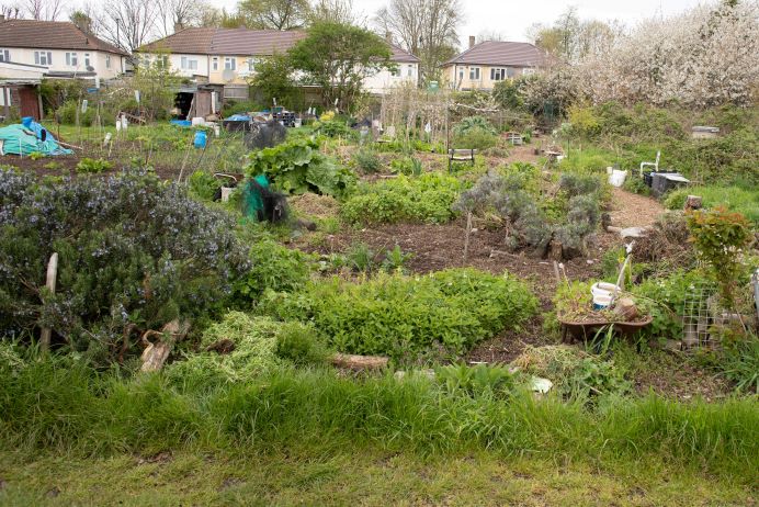 allotment at Bixley Fields