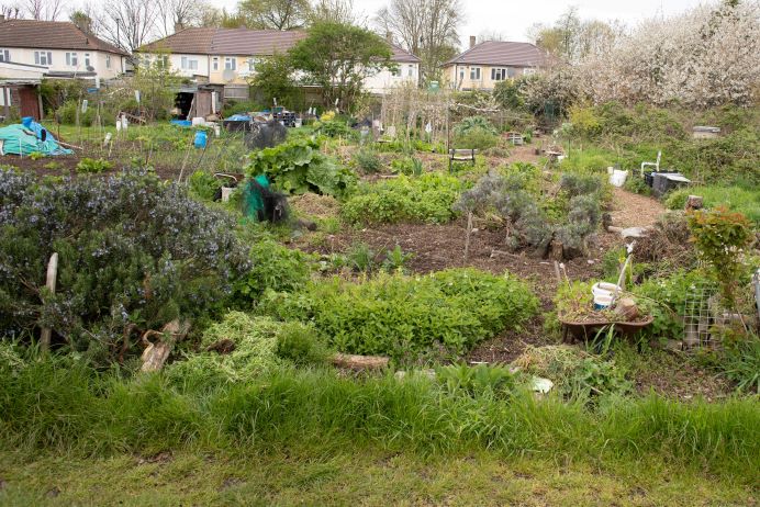 allotment at Bixley Fields
