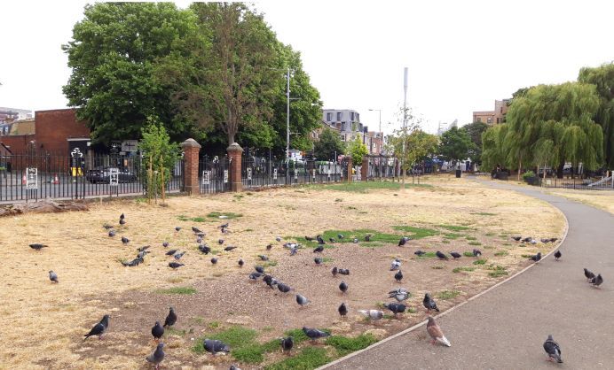 sparse looking, dried grass area of Dean  Gardens