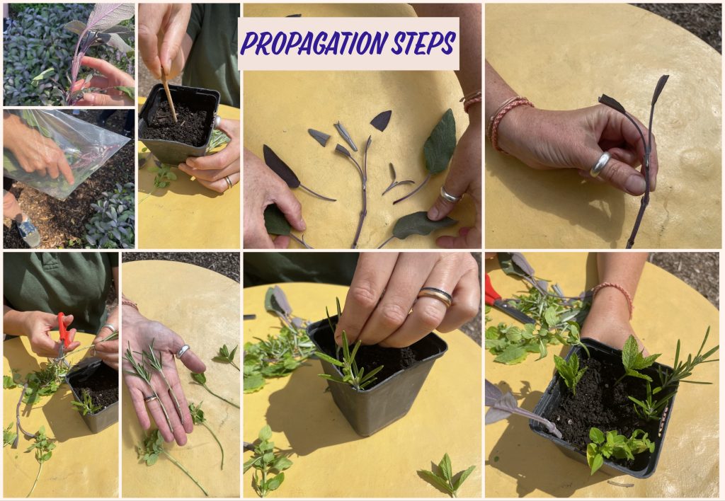 Hands tending to pots with small plants inside