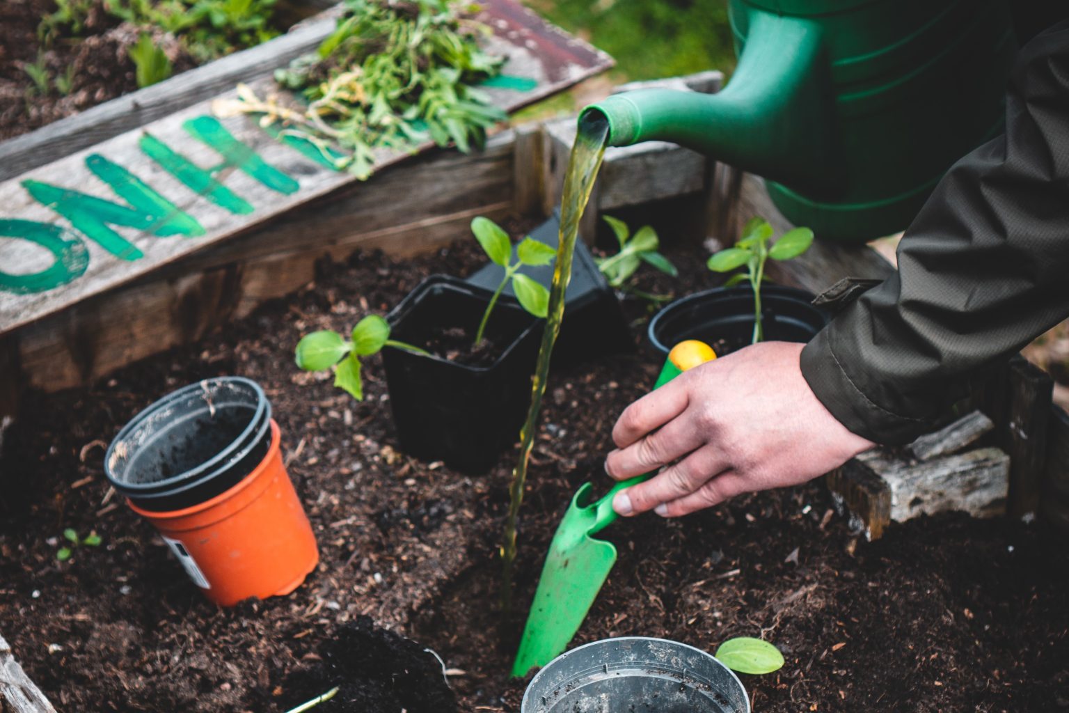 Man's hand holding a trowel in some soil, and also a watering can with water flowing from it into the soil, containing a few small plants