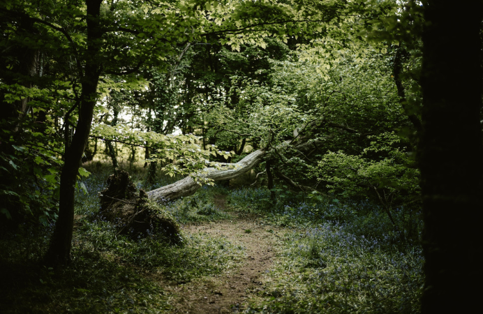 A fallen tree in a park