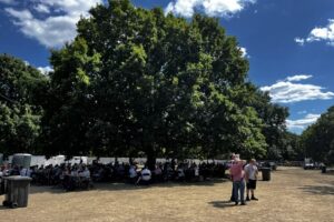Mature English Oak in Walpole Park in summer