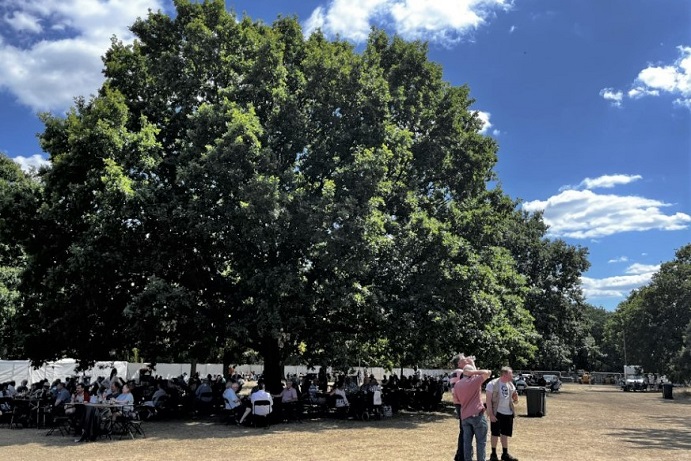 English Oak in Walpole Park on a summer's day