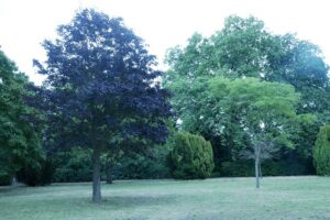 Tress in Walpole Park