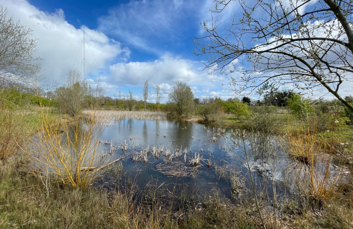 A pond in a park surrounded by trees