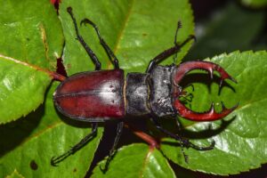 Stag beetle on a leaf