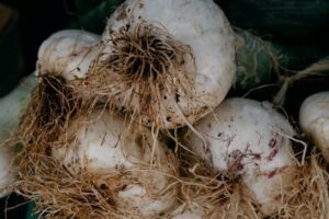 onions fresh from the ground