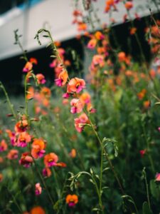 sweetpea flowers in an outdoor setting