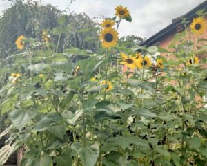 sunflowers