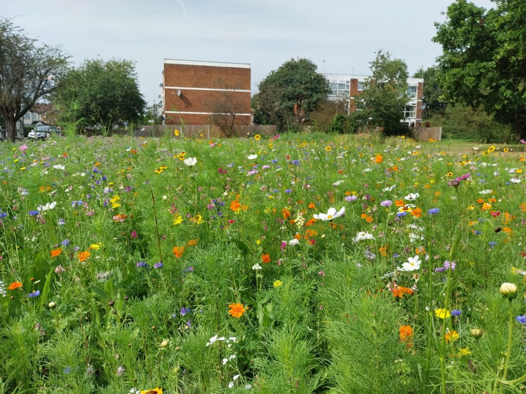 A meadow of wildflowers at Ravenor Park