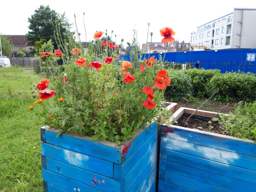 Flowers in raised beds in a park