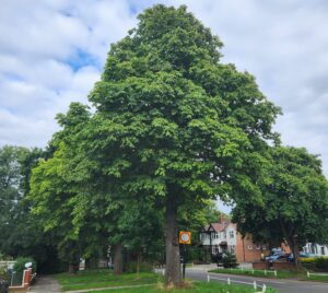 Horse Chestnut trees on Twyford Abbey Road.
