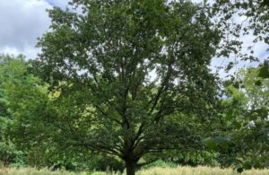 Oak tree on Southfield Recreation Ground.