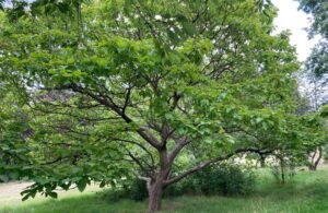 Indian bean tree in Hanger Hill Park
