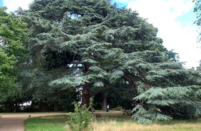 Cedar of Lebanon, Walpole Park