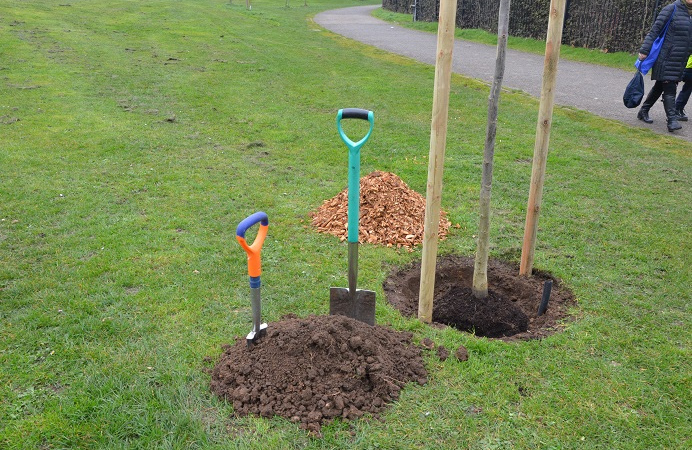 Two shovels in the ground next to a newly planted tree