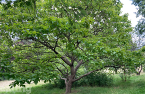 Large green tree in a park in the borough