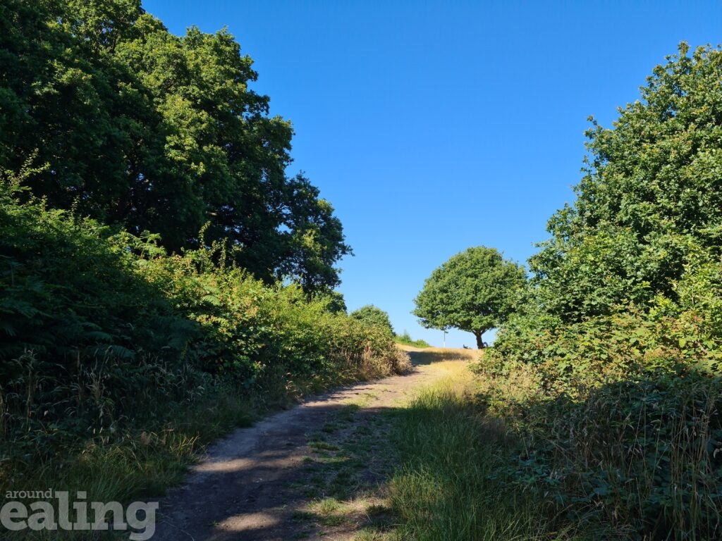 Horsenden Hill tree sent by Kajal