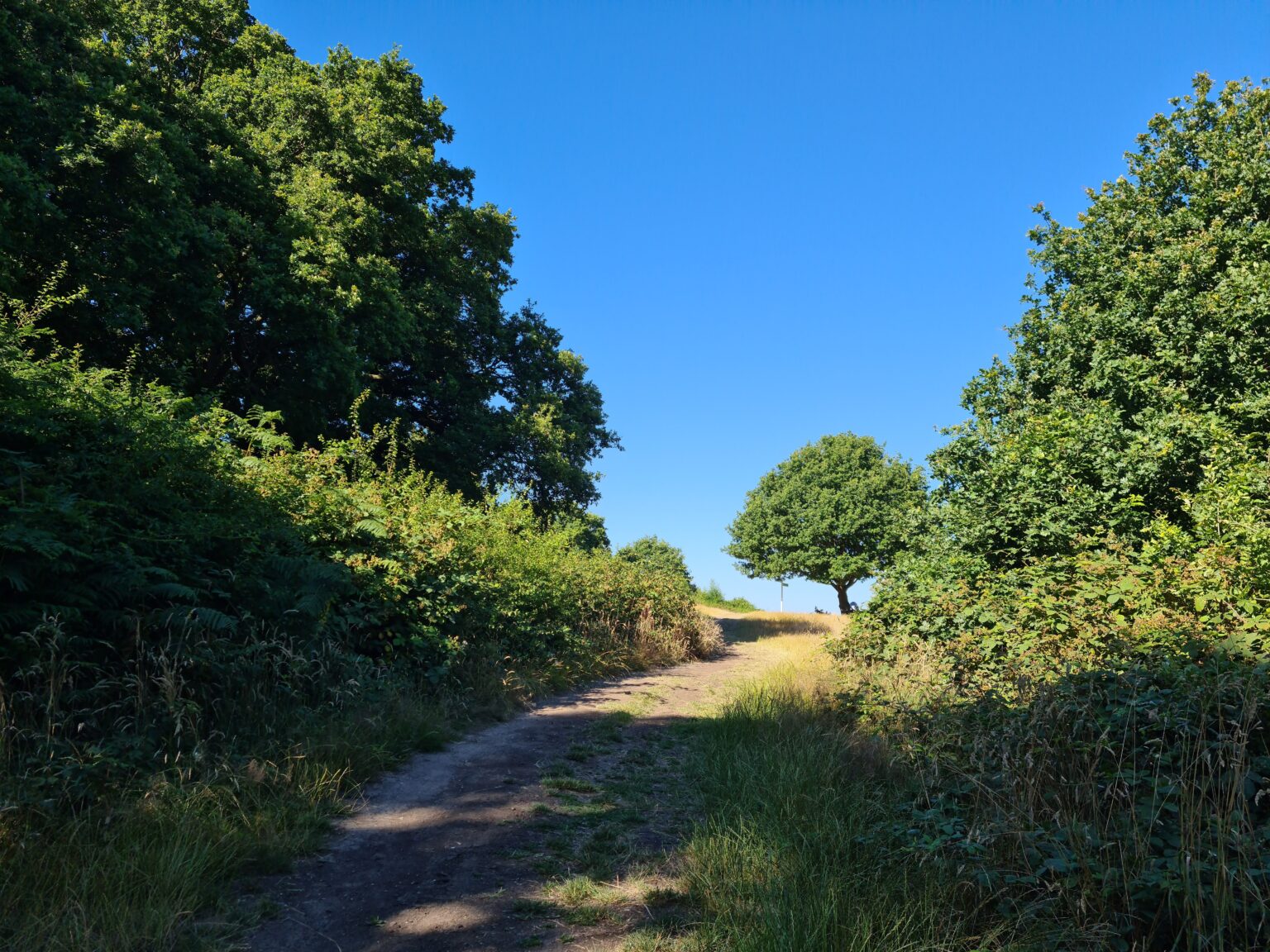 Horsenden Hill tree sent by Kajal