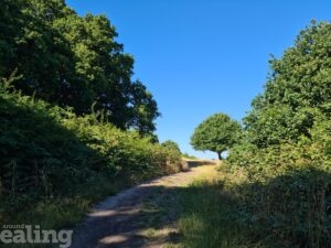 Horsenden Hill tree sent by Kajal