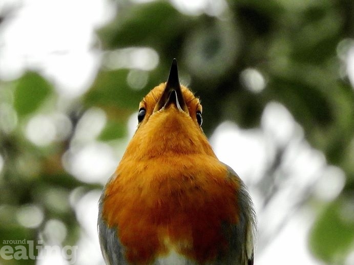 close up of robin in song