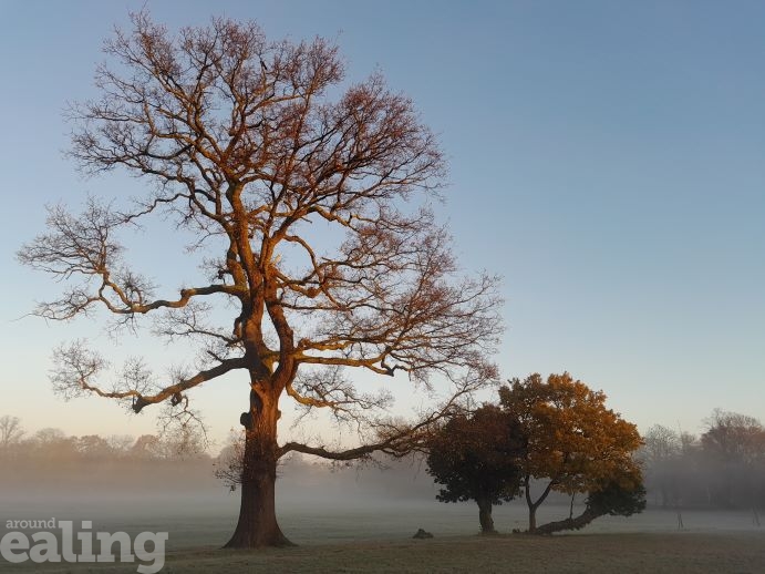 trees in the early morning mist of Pitshanger Park