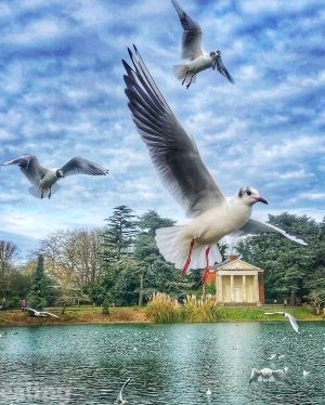 birds over boating lake at Gunnersbury park
