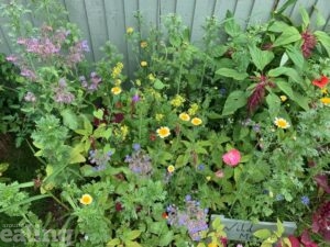 wild flowers grown by a resident in her back garden