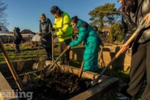 4 members of the Southall community digging an allotment bed