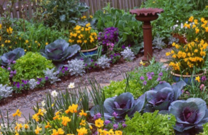 Flowers in a front garden