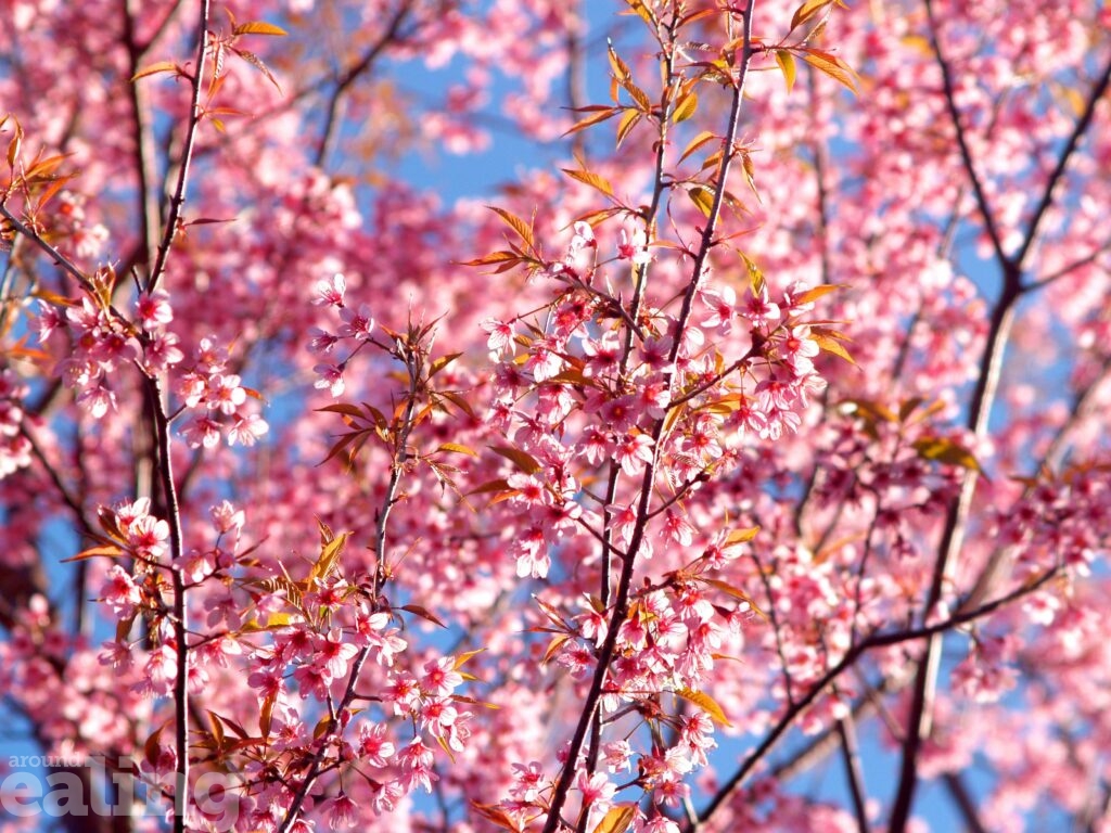 close up of blossom tree against blue sky