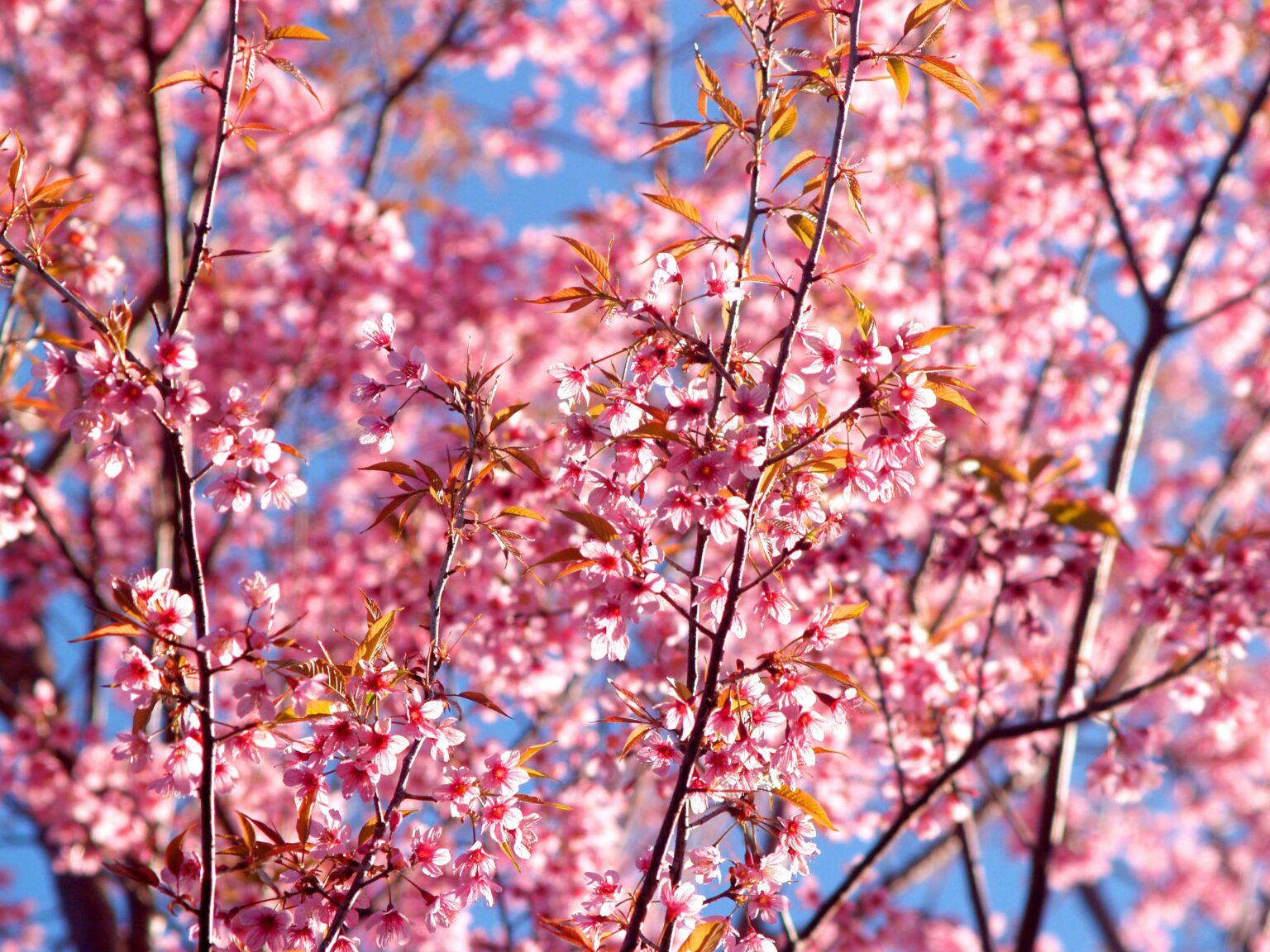 close up of blossom tree against blue sky